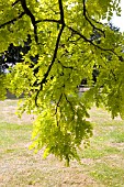 ROBINIA FRISIA