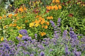 NEPETA WITH ALSTROMERIA AUREA ORANGE KING