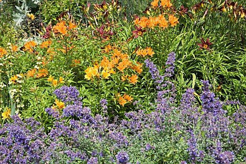 NEPETA_WITH_ALSTROMERIA_AUREA_ORANGE_KING