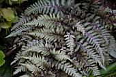 ATHYRIUM NIPPONICUM VAR. PICTUM