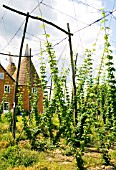 HOPS AND OAST HOUSES