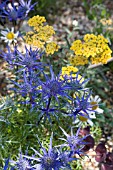 ERYNGIUM PICOS BLUE