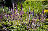 VERONICASTRUM VIRGINICUM