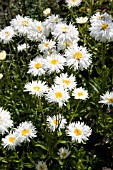 LEUCANTHEMUM GOLDRUSH