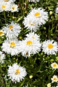 LEUCANTHEMUM GOLDRUSH