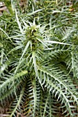 ERYNGIUM PROTEIFLORUM