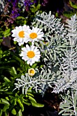 LEUCANTHEMUM AND SENECIO CINERARIA