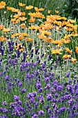 LAVANDULA AND ARCTOTIS COMBINATION