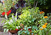 MIXED CONTAINERS ON PATIO