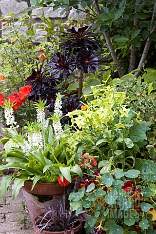 EUCOMIS_AND_ANNUALS_IN_POTS