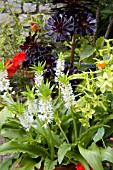 EUCOMIS