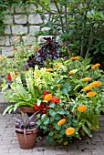ANNUALS AND SUMMER BULBS IN POTS ON PATIO