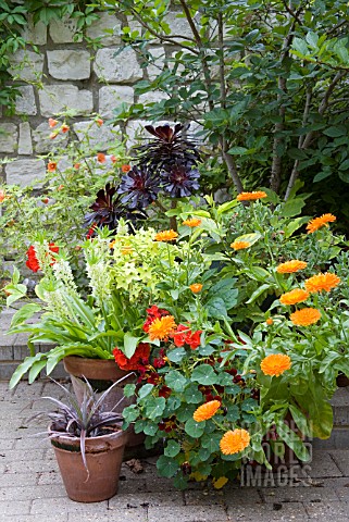 ANNUALS_AND_SUMMER_BULBS_IN_POTS_ON_PATIO