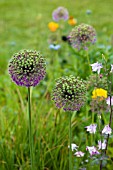 ALLIUM PURPLE SENSATION