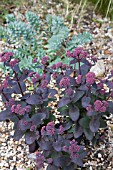 SEDUM JOSE AUBERGINE