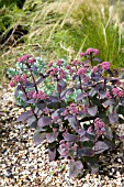 SEDUM JOSE AUBERGINE