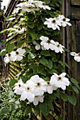 CLEMATIS GUERNSEY CREAM