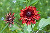 RUDBECKIA CHERRY BRANDY