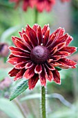 RUDBECKIA CHERRY BRANDY