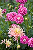 MIXED DAHLIAS