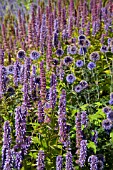 AGASTACHE AND ECHINOPS COMBINATION