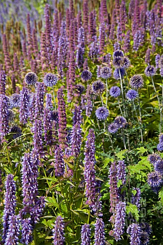 AGASTACHE_AND_ECHINOPS_COMBINATION