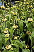 PHLOMIS RUSSELIANA