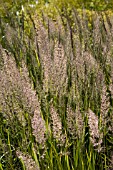 CALAMAGROSTIS BRACHYTRICHA