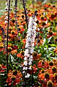 ACTEA SIMPLEX BRUNETTE WITH HELENIUM AUTUMNALE