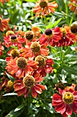 HELENIUM AUTUMNALE RUBINZWERG