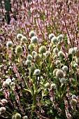 ERYNGIUM AGAVIFOLIUM