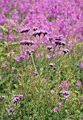 VERBENA BONARIENSIS