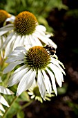 ECHINACEA PURPUREA WITH BUMBLE BEE