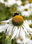 ECHINACEA WITH BUMBLE BEE