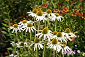 ECHINACEA PURPUREA GREEN EDGE