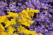 SOLIDAGO RIGIDA GOLDEN RAIN