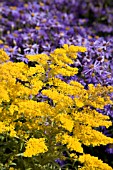 SOLIDAGO RIGIDA GOLDEN RAIN