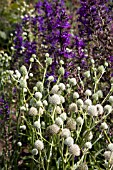 ERYNGIUM AGAVIFOLIUM