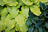 HOSTA PIEDMONT GOLD