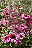 ECHINACEA PURPUREA