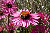 BUMBLE BEE ON ECHINACEA