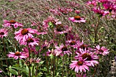ECHINACEA PURPUREA