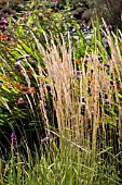 CALAMAGROSTIS ACUTIFLORA KARL FOERSTER