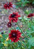 RUDBECKIA CHERRY BRANDY