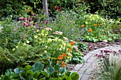 LATE SUMMER PERENNIALS AND ANNUALS