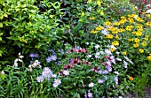 MIXED LATE SUMMER PERENNIAL BED