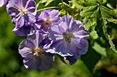 ABUTILON SUNTENSE