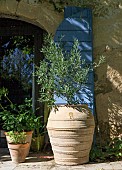 OLIVE TREE IN A LARGE POT BY A STONE HOUSE DOORWAY