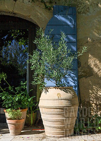 OLIVE_TREE_IN_A_LARGE_POT_BY_A_STONE_HOUSE_DOORWAY