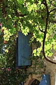 GRAPES ON A VINE BY A STONE FARMHOUSE